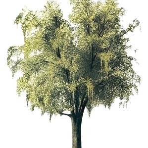 Maitén Árbol Ornamental