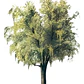 Maitén Árbol Ornamental - Miniatura 1