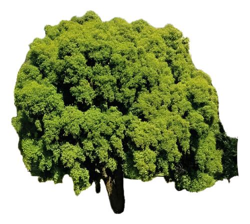 Maitén Árbol Ornamental 2