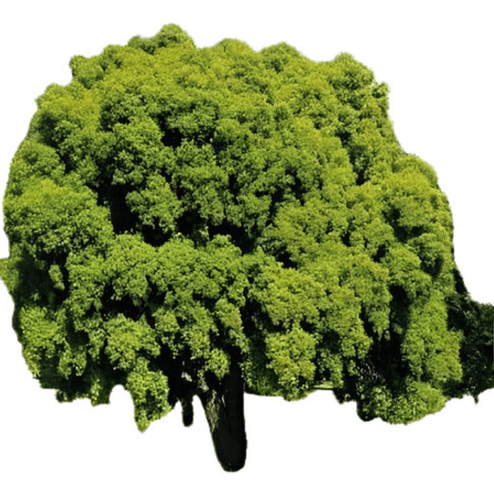 Maitén Árbol Ornamental 2