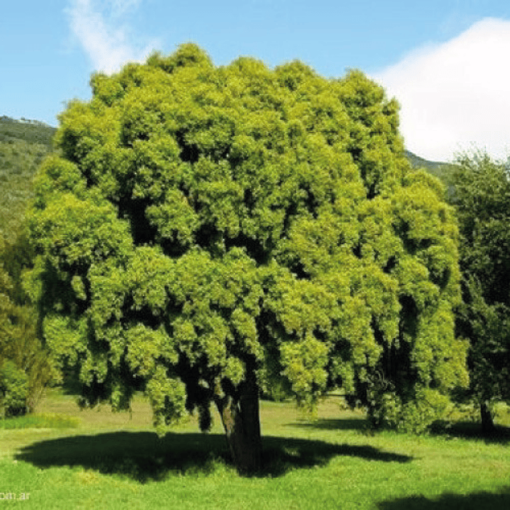 Maitén Árbol Ornamental 3