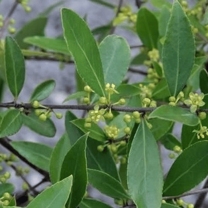 Maitén Árbol Ornamental 4
