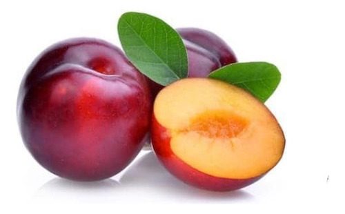 Ciruelo Santa Rosa Árbol Frutal Injertado 1