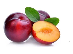Ciruelo Santa Rosa Árbol Frutal Injertado