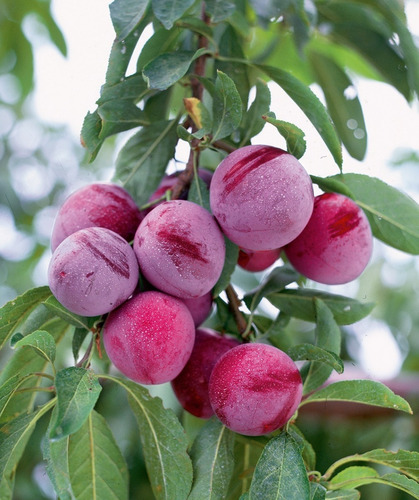 Ciruelo Santa Rosa Árbol Frutal Injertado 2