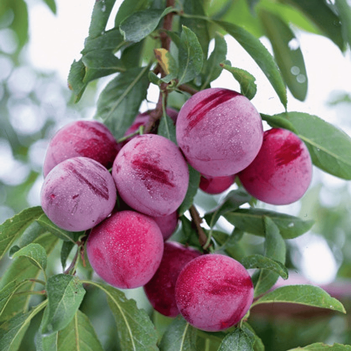 Ciruelo Santa Rosa Árbol Frutal Injertado 2