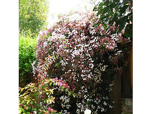 Jazmín Poleanta Trepadora Ornamental Perfumado Colgante