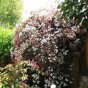 Jazmín Poleanta Trepadora Ornamental Perfumado Colgante