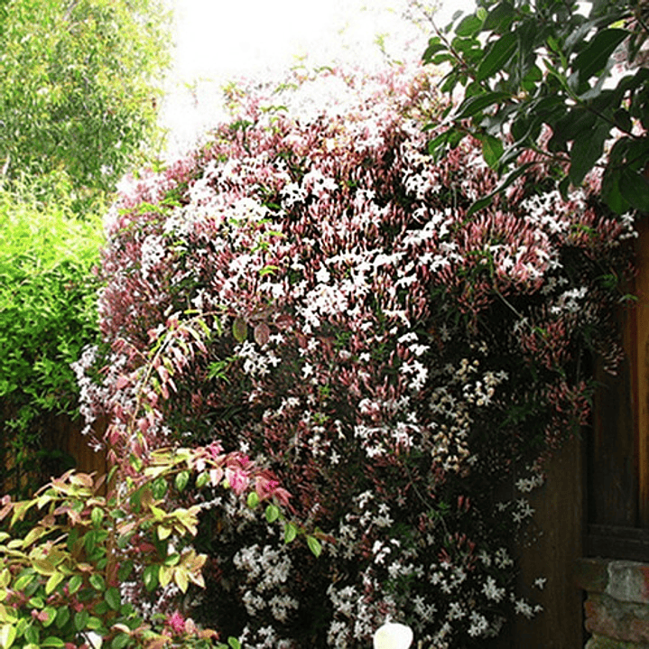 Jazmín Poleanta Trepadora Ornamental Perfumado Colgante 1