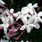 Jazmín Poleanta Trepadora Ornamental Perfumado Colgante - Miniatura 2