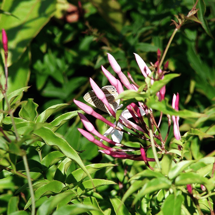 Jazmín Poleanta Trepadora Ornamental Perfumado Colgante 3