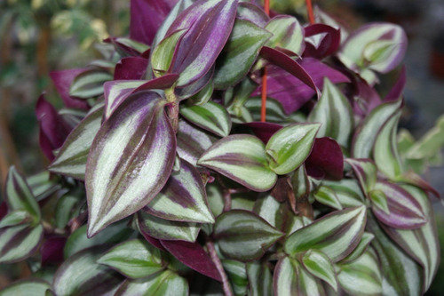 Zebrina Tradescantia Planta Interior Pequeña 1