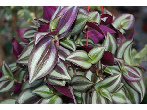 Zebrina Tradescantia Planta Interior Pequeña