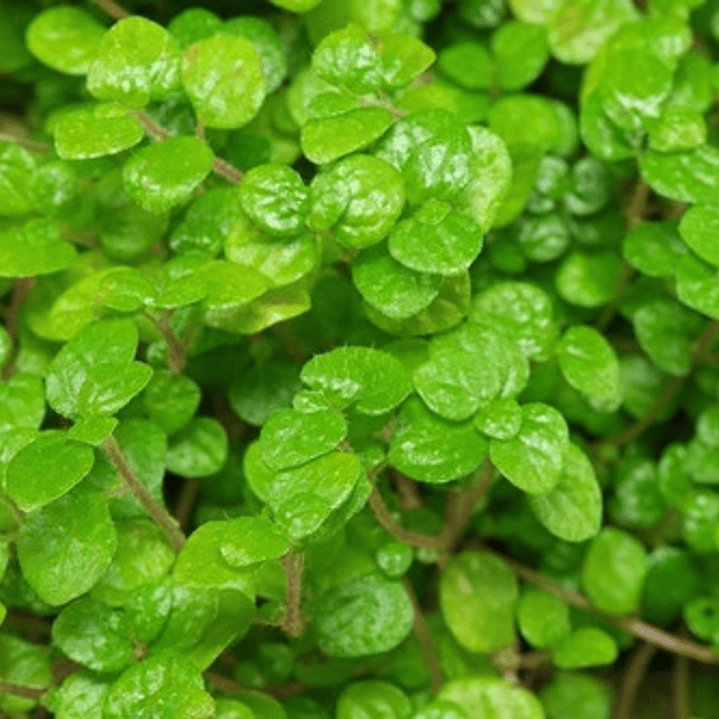 Musgo Colchón De La Novia En Macetero Cubresuelo Ornamental 2