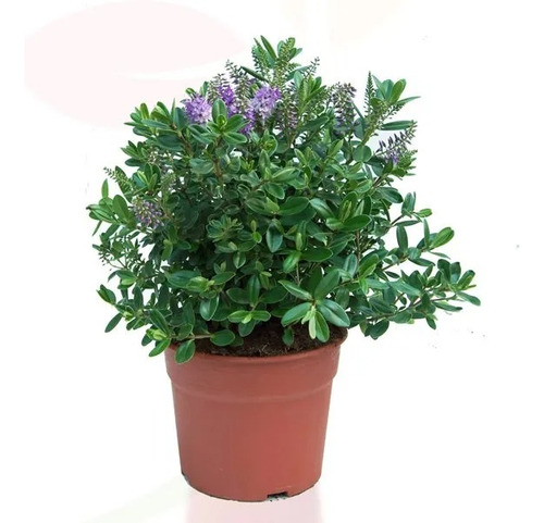 Verónica / Hebe / Planta / Arbusto Ornamental 1