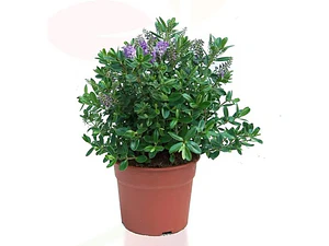 Verónica / Hebe / Planta / Arbusto Ornamental