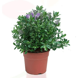 Verónica / Hebe / Planta / Arbusto Ornamental
