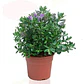 Verónica / Hebe / Planta / Arbusto Ornamental - Miniatura 1
