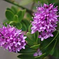 Verónica / Hebe / Planta / Arbusto Ornamental - Miniatura 2