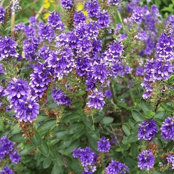 Verónica / Hebe / Planta / Arbusto Ornamental 3