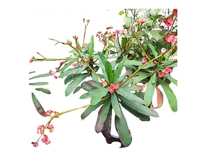 Corona De Cristo Hoja Larga Arbusto Ornamental
