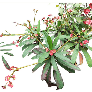 Corona De Cristo Hoja Larga Arbusto Ornamental