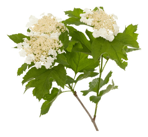 Copo De Nieve Viburnum Opulus Arbusto Ornamental 1