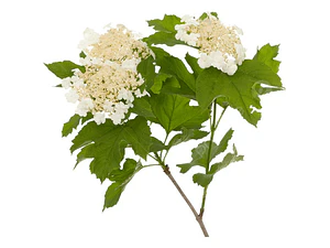 Copo De Nieve Viburnum Opulus Arbusto Ornamental