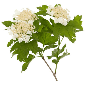 Copo De Nieve Viburnum Opulus Arbusto Ornamental