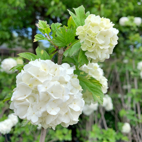 Copo De Nieve Viburnum Opulus Arbusto Ornamental 2