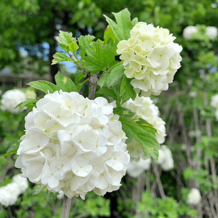 Copo De Nieve Viburnum Opulus Arbusto Ornamental 2