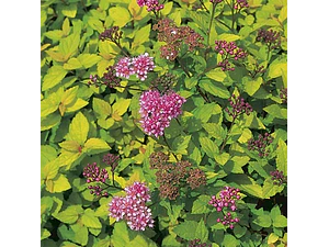 Spirea Lemon Princess Arbusto Ornamental