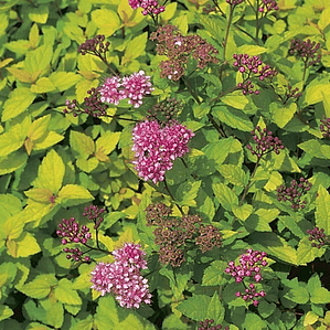 Spirea Lemon Princess Arbusto Ornamental