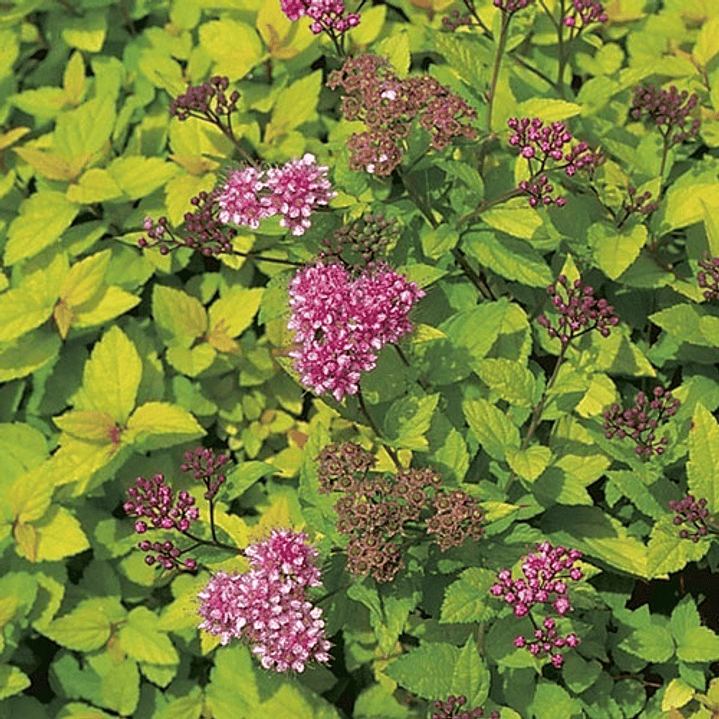 Spirea Lemon Princess Arbusto Ornamental 1