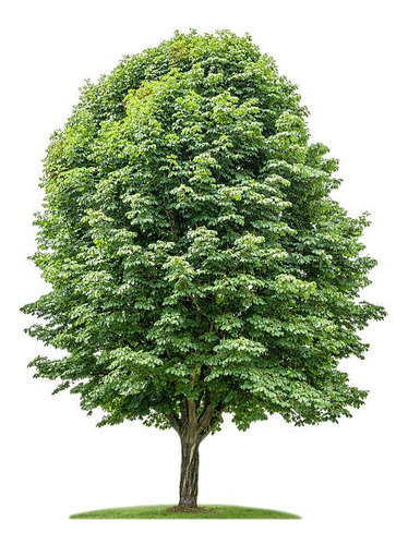 Castaño De La India Árbol Ornamental Grande Xl 2,5 Mts Flor  1