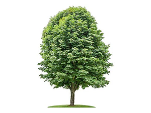 Castaño De La India Árbol Ornamental Grande Xl 2,5 Mts Flor 