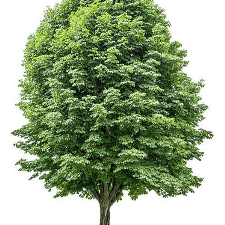 Castaño De La India Árbol Ornamental Grande Xl 2,5 Mts Flor  1