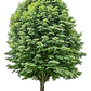 Castaño De La India Árbol Ornamental Grande Xl 2,5 Mts Flor  - Miniatura 1