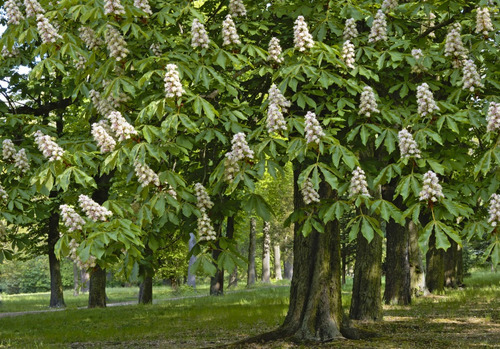 Castaño De La India Árbol Ornamental Grande Xl 2,5 Mts Flor  2