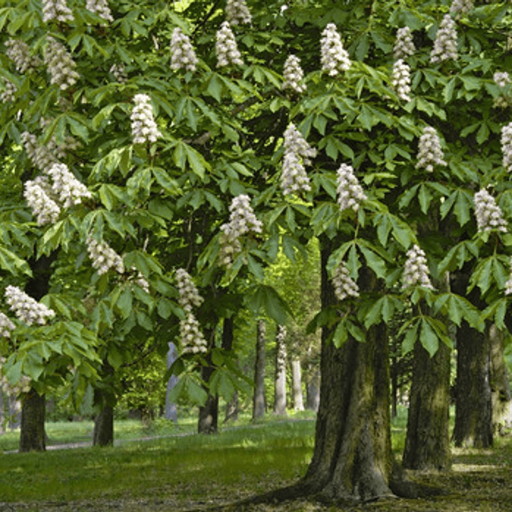 Castaño De La India Árbol Ornamental Grande Xl 2,5 Mts Flor  2