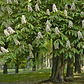 Castaño De La India Árbol Ornamental Grande Xl 2,5 Mts Flor  - Miniatura 2