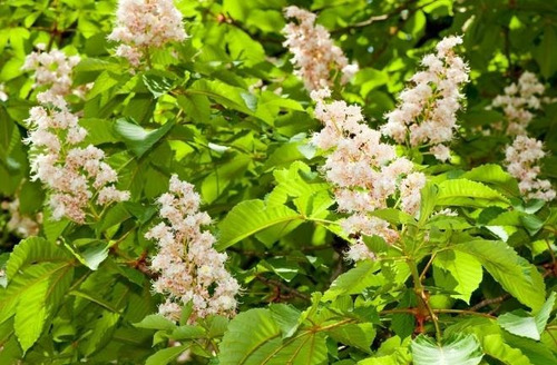 Castaño De La India Árbol Ornamental Grande Xl 2,5 Mts Flor  3