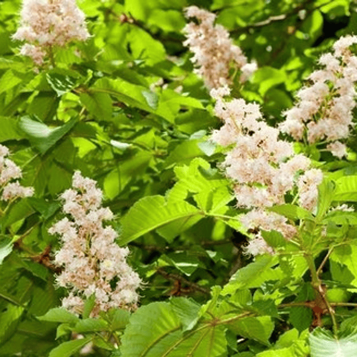 Castaño De La India Árbol Ornamental Grande Xl 2,5 Mts Flor  3