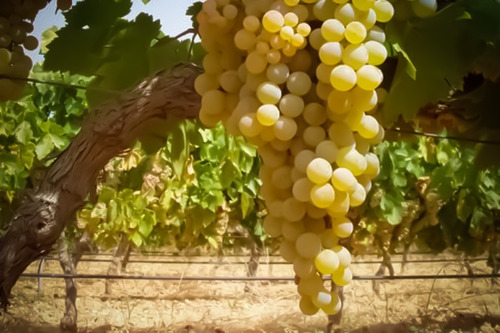 Parra De Uva Blanca Pedro Jiménez Árbol Frutal Injertado 1