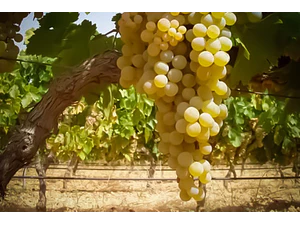 Parra De Uva Blanca Pedro Jiménez Árbol Frutal Injertado