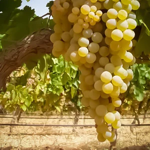 Parra De Uva Blanca Pedro Jiménez Árbol Frutal Injertado