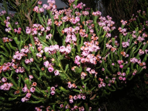 Erica Rosada Arbusto Planta Ornamental 1