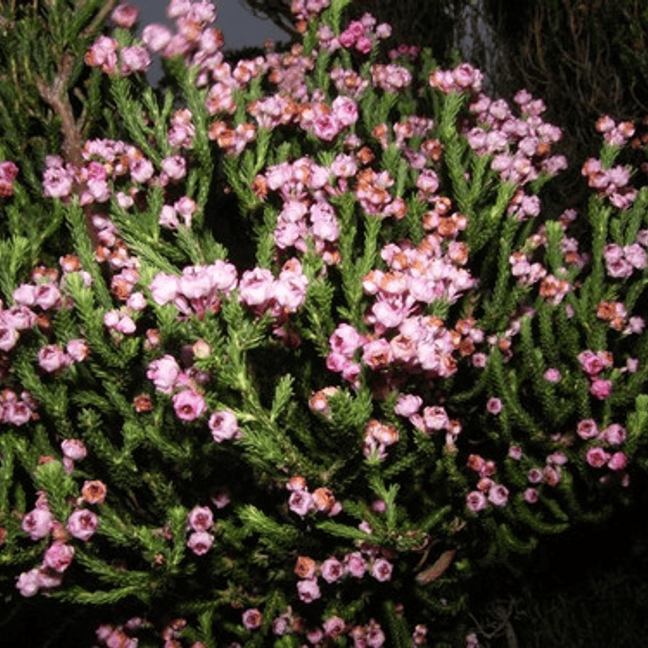 Erica Rosada Arbusto Planta Ornamental 1