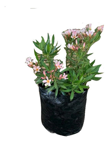Laurel Enano De Flor Damasco Arbusto Ornamental 1