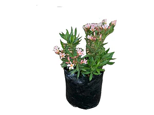 Laurel Enano De Flor Damasco Arbusto Ornamental